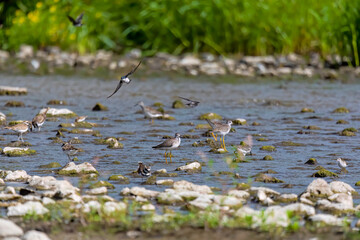 Shore birds and swallows by the river during the autumn migration to the south - obrazy, fototapety, plakaty