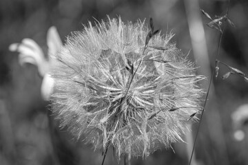 dandelion in black and white