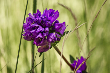 Purple alpine wildflower 