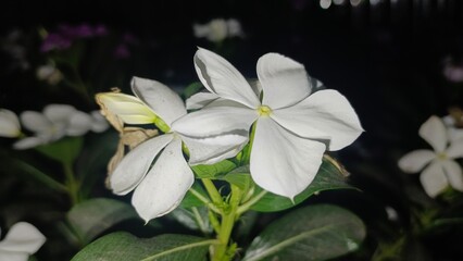 purple flower in the garden