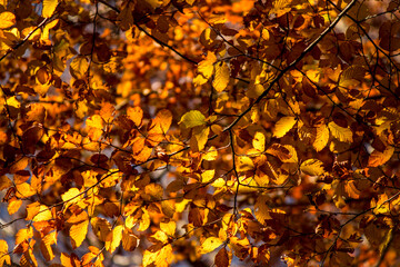 Light and shadow on dry leaves in autumn