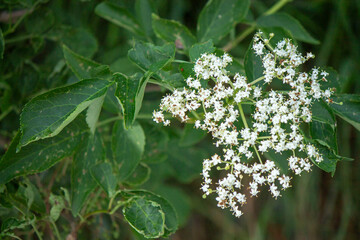 flowers in alpine meadow of alto adige