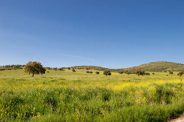 Obraz premium Prado manchego en Castilla la Mancha