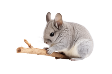Gray chinchilla bathing in the sand, isolated on transparent background.