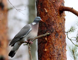 wood pigeon
