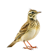 Fototapeta premium Lark isolated on transparent background