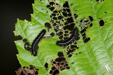Erlenblattkäfer, Blauer  Agelastica alni