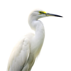 Fototapeta premium Egret isolated on transparent background