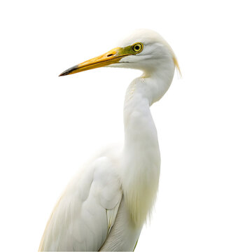 Egret isolated on transparent background