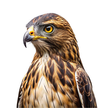 Portrait of Hawk isolated on transparent background