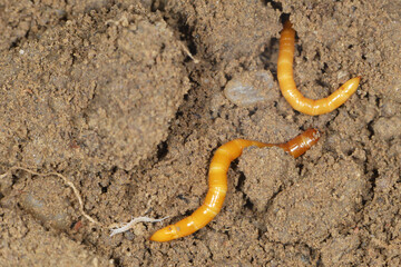 Schnellkäfer, Drahtwurm, Larve,  Agriotes lineatue, Agriotes obscurus