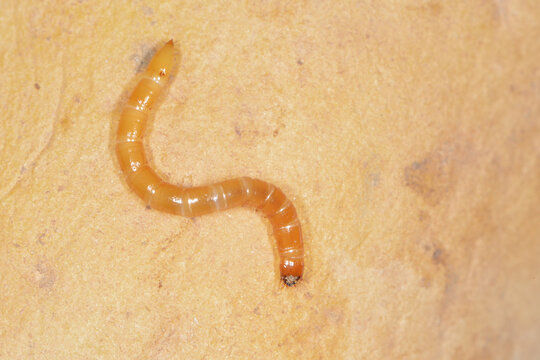 Schnellk&auml;fer, Drahtwurm, Larve,  Agriotes lineatue, Agriotes obscurus