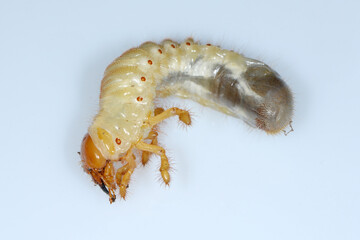 Feldmaikäfer, Melolontha melolontha