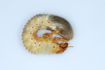 Feldmaikäfer, Melolontha melolontha