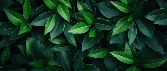 Fototapeta na wymiar Exotic leaves on a dark tropical leaf background, a nature, tropical foliage