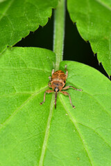 Eichelbohrer,  Gewöhnliche Eichelbohrer, Curculio glandium © Peter Oetelshofen