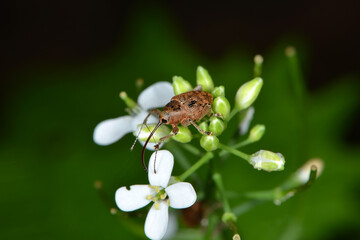 Eichelbohrer,  Gewöhnliche Eichelbohrer, Curculio glandium © Peter Oetelshofen