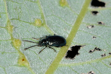 Blaue Getreidehähnchen, Oulema gallaeciana