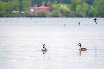 Two Great Crested Grebes swim in the lake