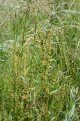 Ampferblattkäfer,  Gastroidea viridula