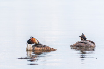 Two Great Crested Grebes swim in the lake