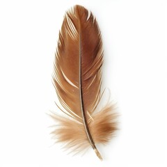 A detailed close-up of a single brown feather with soft down on a clean white background.