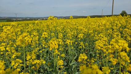 Flowering canola or rapeseed field