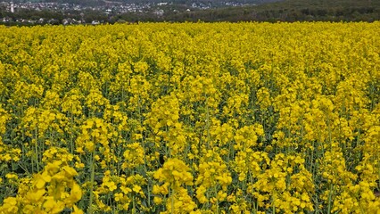 Flowering canola or rapeseed field
