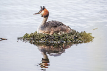 Great Crested Grebe, Podiceps cristatus, water bird sitting on the nest, nesting time on the green lake