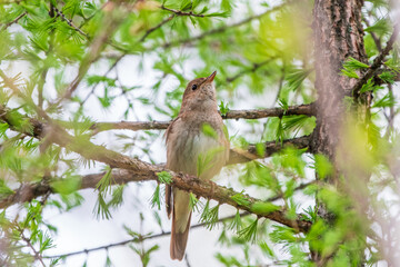 Thrush Nightingale, Luscinia luscinia. A bird sits on a tree branch and sings