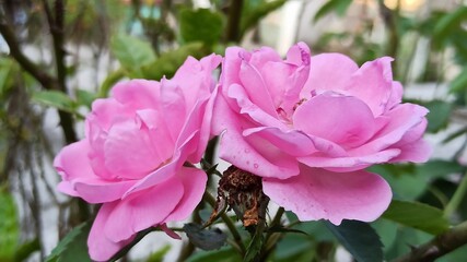 the pink rose 