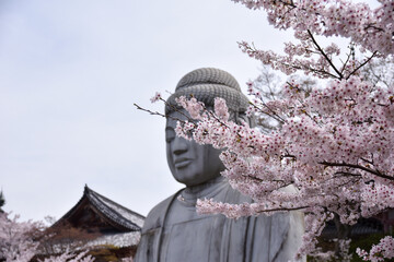 壷阪寺の桜大仏