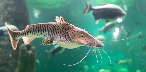 Catfish fish swims in an aquarium