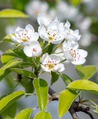 Flowers on a pear tree in spring. Close-up
