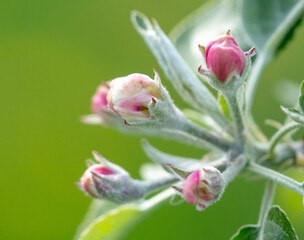Flowers on an apple tree in spring. Close-up