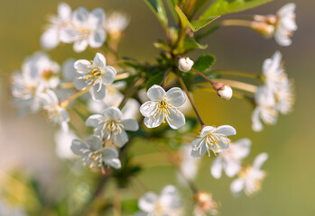 Flowers on a cherry fruit tree in spring. Close-up