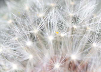 Fluff on dandelions as a background. Extreme macro