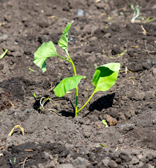 Eggplant seedlings in the ground in the garden. Spring