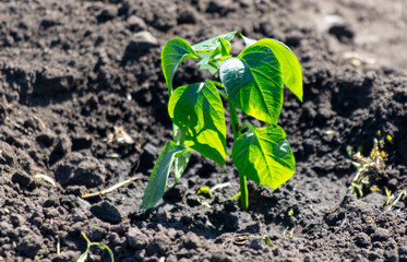 Pepper seedlings in the ground in the garden. Spring