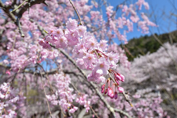 七谷川「和らぎの道】桜