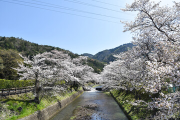 七谷川「和らぎの道】桜