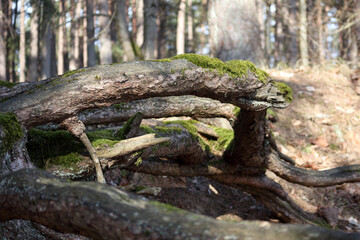 
a tree with exposed tree roots in the forest in the dunes
