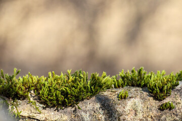 
Green tree moss on the bark of a fallen tree