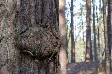 
Pine tree trunk with growth on forest background