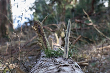 
A withered tree with branches lies in the moss in the forest