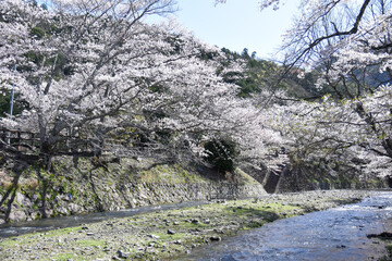 七谷川「和らぎの道】桜