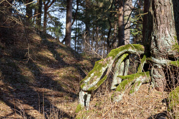 
forest with tree branches and mossy tree roots