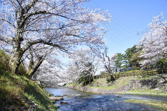 七谷川「和らぎの道】桜