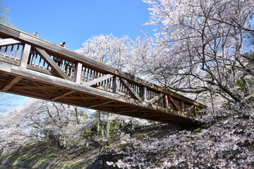 Fototapeta na wymiar 七谷川「和らぎの道】桜