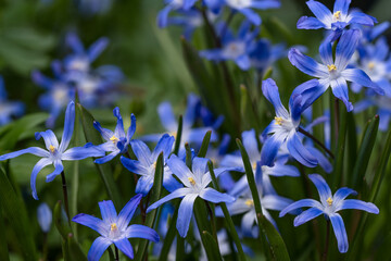 Close up of glory of the snow flowers in early spring - obrazy, fototapety, plakaty
